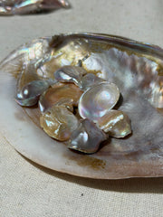 [NEW YEAR ARRIVAL] Petal shaped pearl clam（2-3pcs）